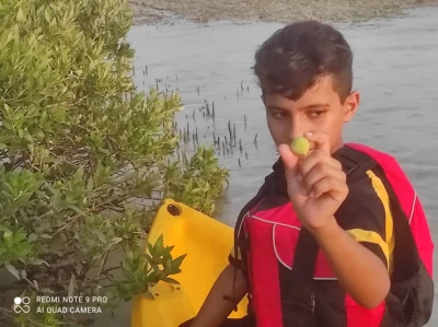  Collecting mangrove seeds in Historic port of Guran